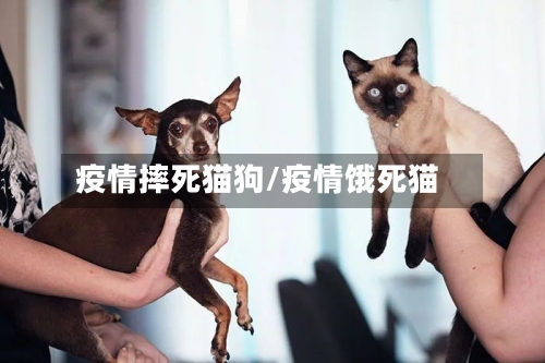 疫情摔死猫狗/疫情饿死猫