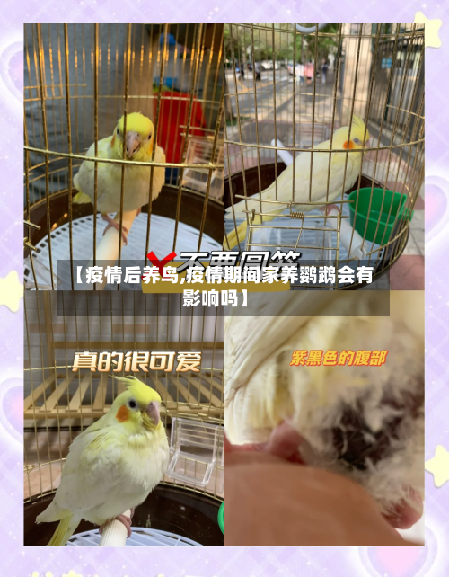 【疫情后养鸟,疫情期间家养鹦鹉会有影响吗】