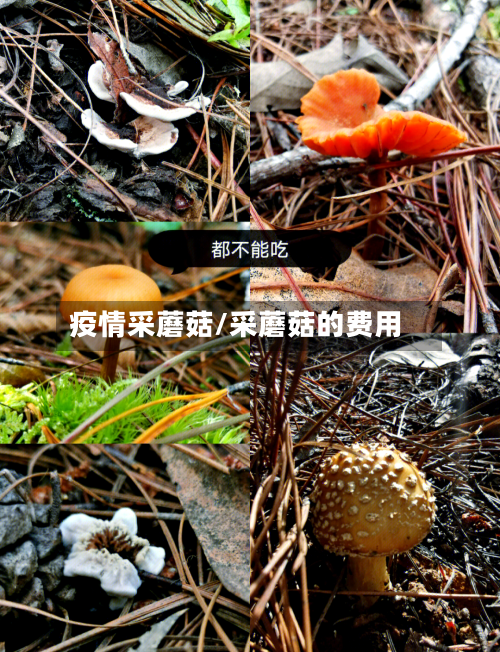 疫情采蘑菇/采蘑菇的费用