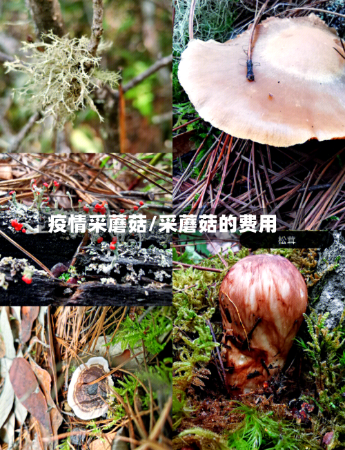 疫情采蘑菇/采蘑菇的费用-第2张图片