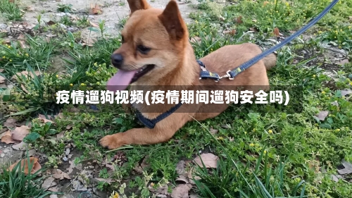 疫情遛狗视频(疫情期间遛狗安全吗)
