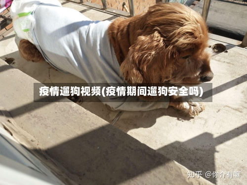 疫情遛狗视频(疫情期间遛狗安全吗)-第2张图片