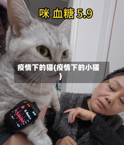 疫情下的猫(疫情下的小猫)