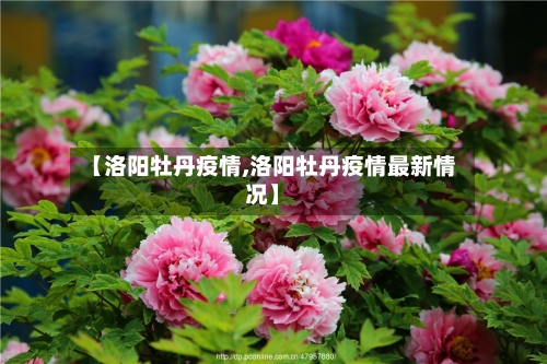 【洛阳牡丹疫情,洛阳牡丹疫情最新情况】