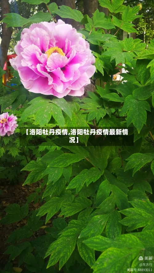 【洛阳牡丹疫情,洛阳牡丹疫情最新情况】-第3张图片