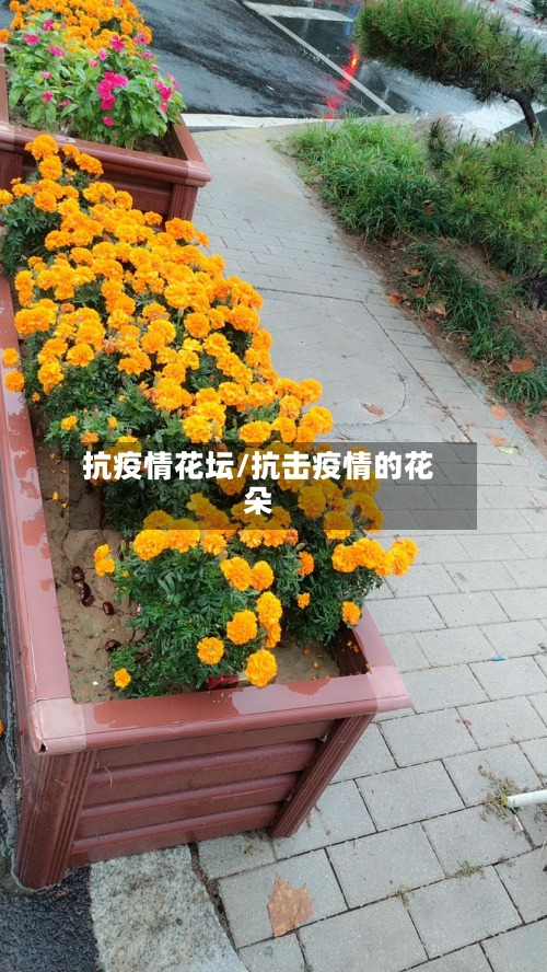 抗疫情花坛/抗击疫情的花朵