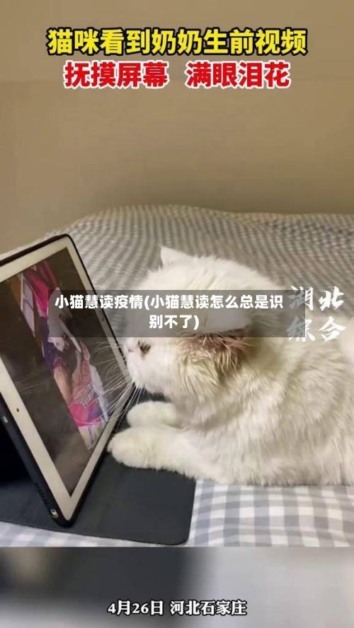 小猫慧读疫情(小猫慧读怎么总是识别不了)-第2张图片